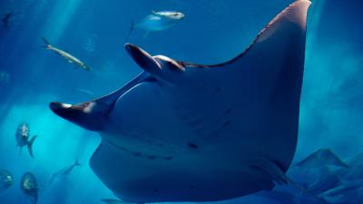 Watch Out Humans, Manta Rays May Be Self-Aware