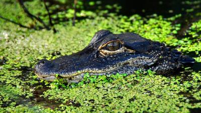 Birds Nest Near Alligators To Scare Off Predators And ‘Pay’ Them In Rejected Chicks