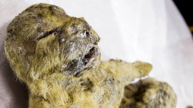 Bellies Of Frozen Lion Cubs May Still Contain 12,000-Year-Old Mother’s Milk
