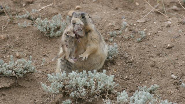 Biologists Have Learned Something Horrifying About Prairie Dogs