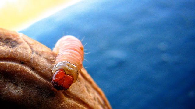 Genetically-Modified Maggots Could Help Wounds Heal Faster