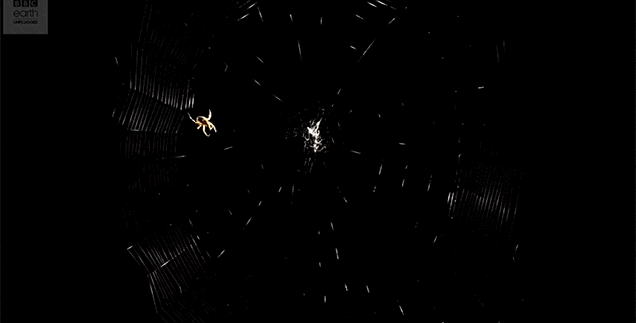 Watch A Spider Spin Its Intricate Web And Then Use It To Catch Prey