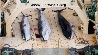Japan Slaughtered 333 Whales In ‘Scientific’ Expedition