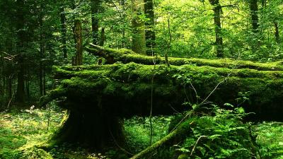 Major Logging Will Begin In The Last Primeval Forest In Europe