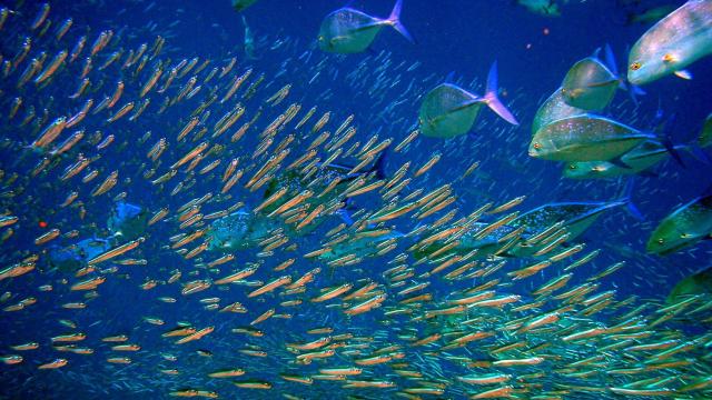 We Could Double The Number Of Edible Fish In The Ocean By 2050