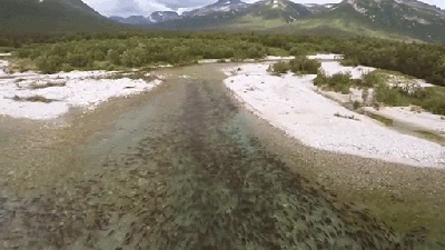 A Stunning Aerial View Of Salmon Migration