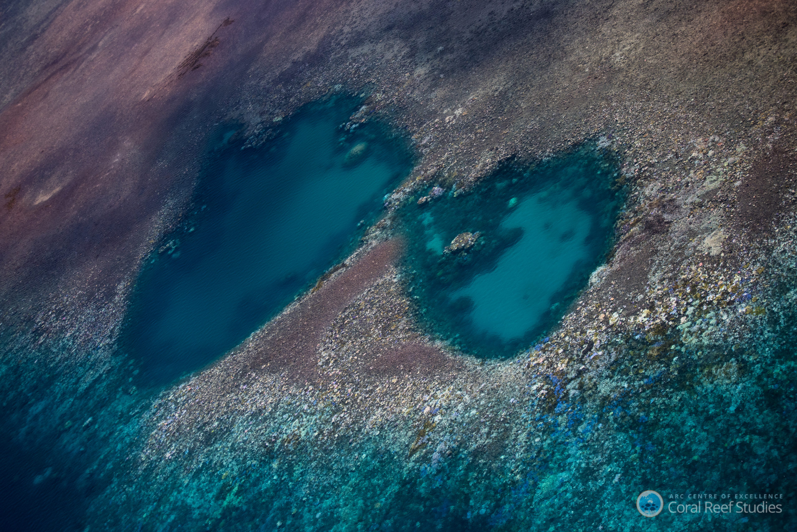 A Nightmare Is Unfolding In The Great Barrier Reef