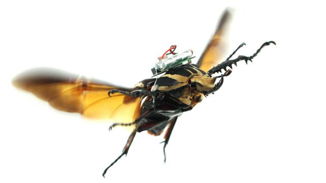 Mad Scientists Think Their Remote-Controlled Cyborg Beetle Could Replace Drones