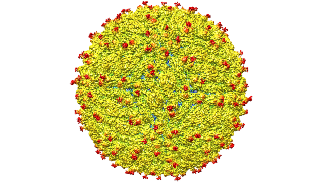 We Finally Know What The Zika Virus Actually Looks Like