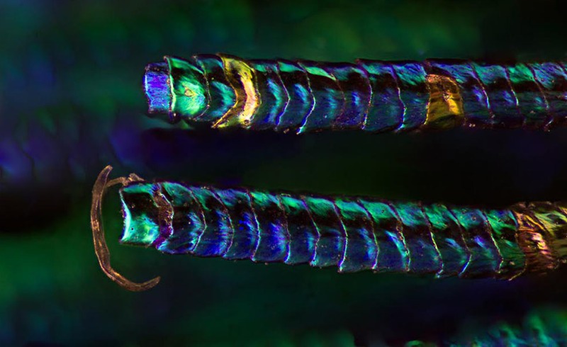 Amazing Photographs Capture The Microscopic Iridescence Of Peacock Feathers