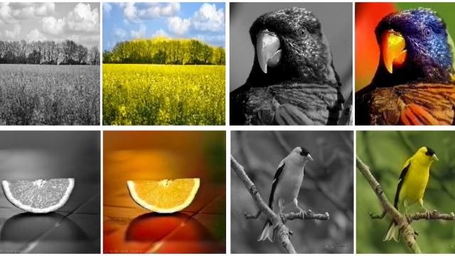 This Software Creates Vivid Colour Pictures From Black-and-White Photos