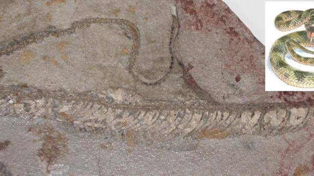 Colorless Fossil Reveals True Colours Of Ancient Snake 