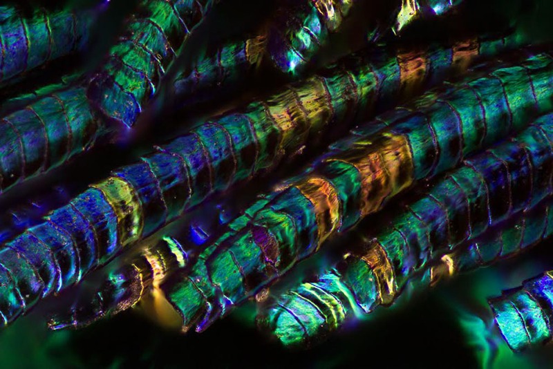 Amazing Photographs Capture The Microscopic Iridescence Of Peacock Feathers