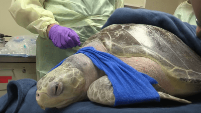 Tucker The Turtle Can’t Fart, Gets Treated For The Bends