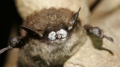 An Awful Bat-Killing Disease Is Spreading Throughout The US