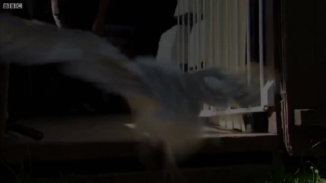 Watch This Adorable Baby Barn Owl Learn To Fly