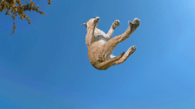 Super Slow Motion Footage Reveals Exactly How Cats Always Land On Their Feet