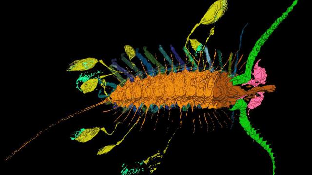 Ancient ‘Kite Runner’ Carried Its Babies Around In Pouches Tethered To Its Body