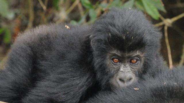 World’s Largest Primates Are On The Brink Of Vanishing
