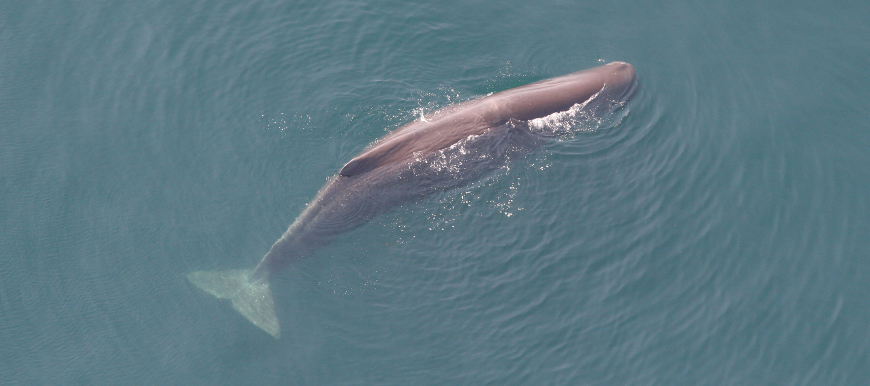 Australian Scientists Confirm That Sperm Whales Are The World’s Largest Battering Rams