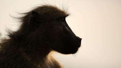 Baboon Survives Nearly Three Years With A Pig’s Heart And Humans Might Be Next