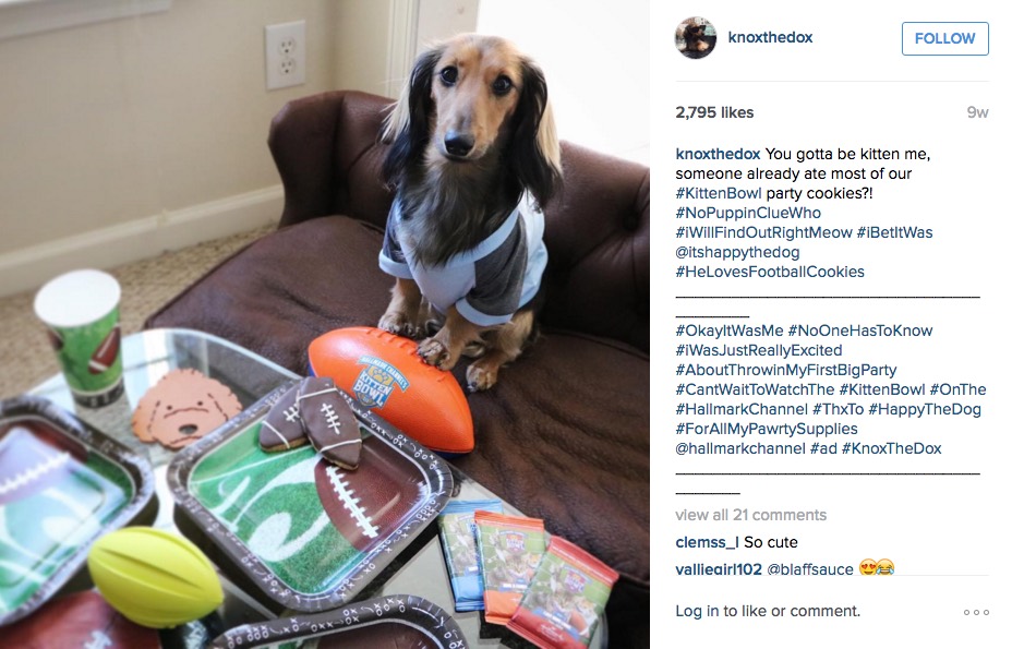 Dog Talent Agency Helps ‘Dogfluencers’ Advertise Products On Instagram