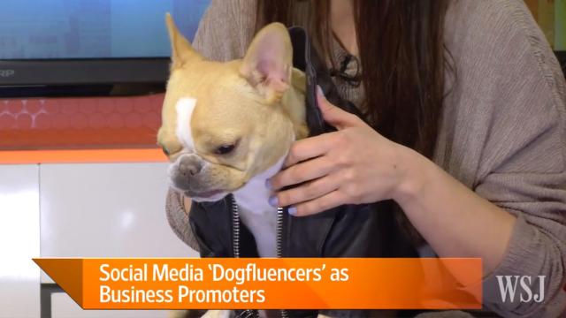 Dog Talent Agency Helps ‘Dogfluencers’ Advertise Products On Instagram
