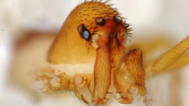 Horrifying Footage Reveals The Lightning-Fast Chomp Of Trap-Jaw Spiders