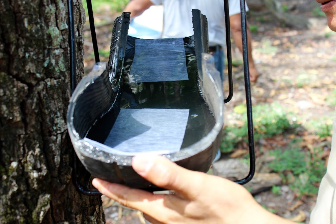 This Low-Tech Trap For Killing Mosquito Eggs Is Brilliant