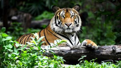 For The First Time In A Century, Wild Tiger Populations Are Beginning To Rebound