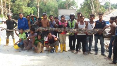 World’s Longest Snake Captured, Promptly Dies