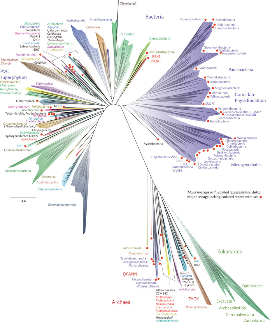 Scientists Have Published A New Tree Of Life