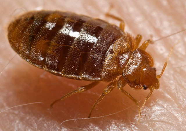Why Bed Bugs Are Getting Harder To Kill