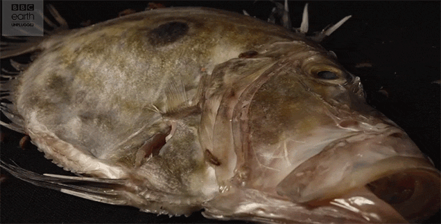 Watch The Grossness That Is Fish Decomposing Over Time