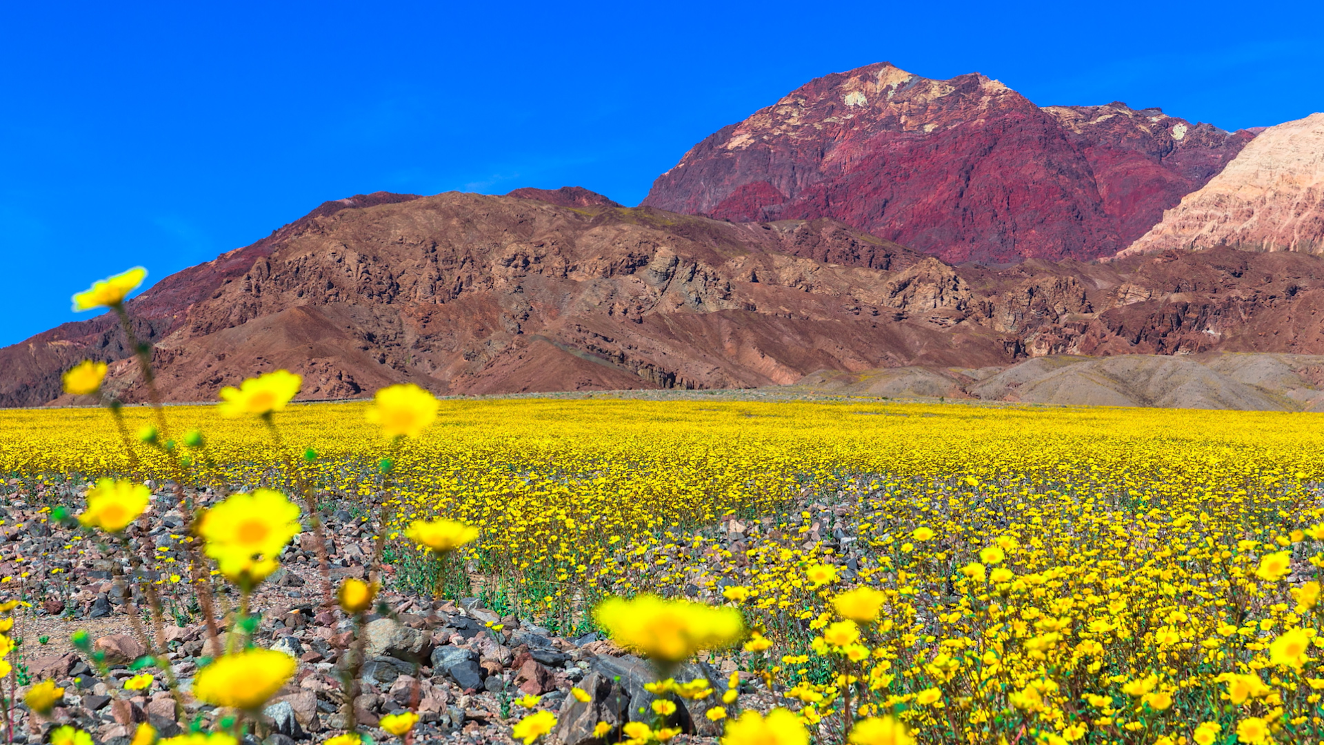 The Death Valley Super Bloom Is Incredible