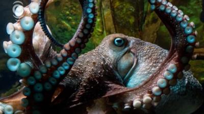 This Octopus Made A Prison Break And Now He’s Back In The Ocean (We Hope)