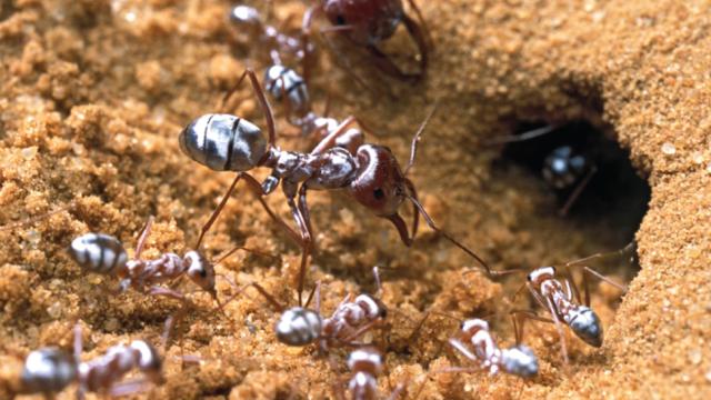 Saharan Silver Ants Have Evolved An Awesome Way Of Fighting Extreme Desert Heat