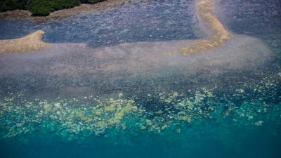 This Is Why The Great Barrier Reef Is Dying