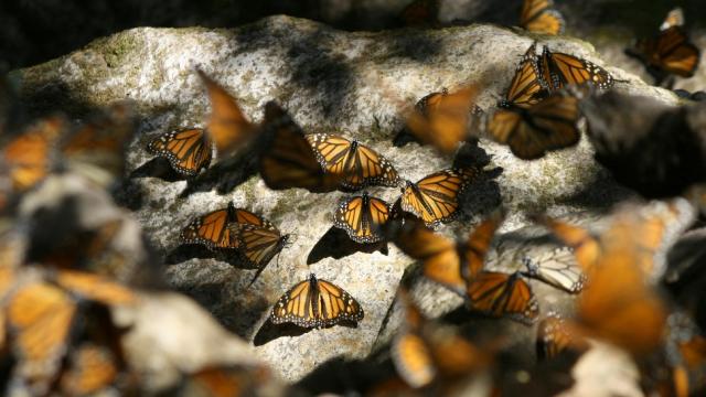 We’ve Finally Solved The Mystery Of How Monarch Butterflies Navigate Thousands Of Kilometres