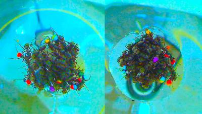 Life Rafts Made Entirely From Ants Are Surprisingly Sophisticated