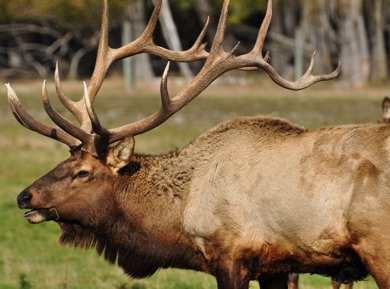 Why Elk Bugles Sound Like Ringwraith Shrieks  