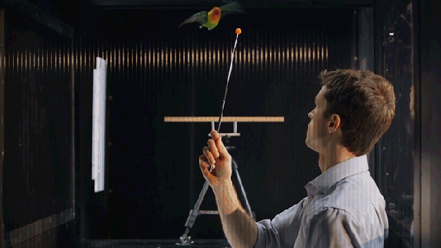 Stanford Built A Turbulent Wind Tunnel For Birds To Help Drones Fly Better
