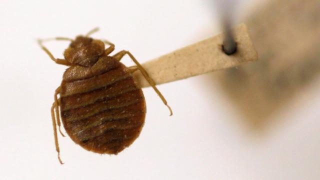 Bedroom Redecorating Just Got Easier Because Bed Bugs Have Colour Preferences