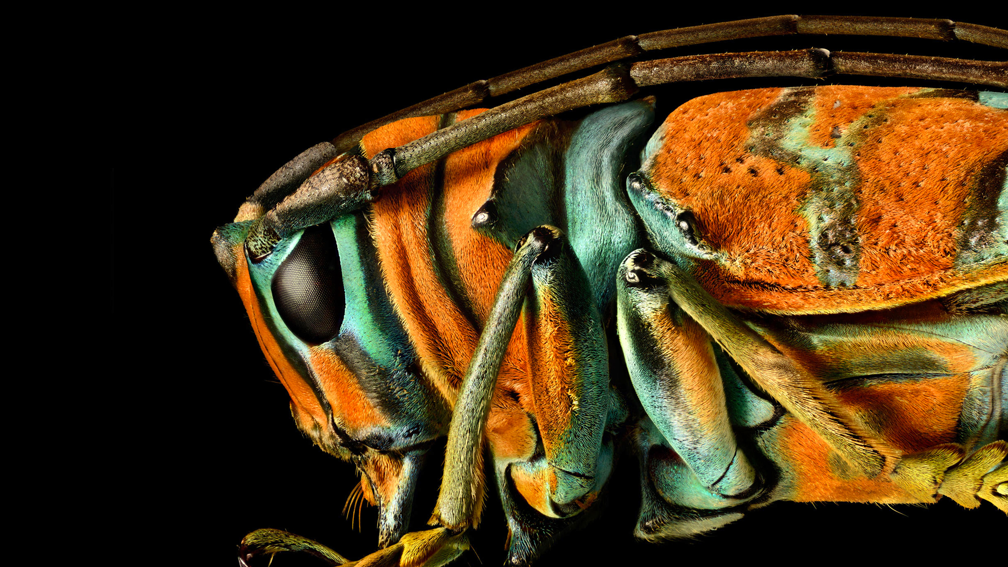 You’ve Never Seen Insect Portraits Like These