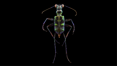 You’ve Never Seen Insect Portraits Like These