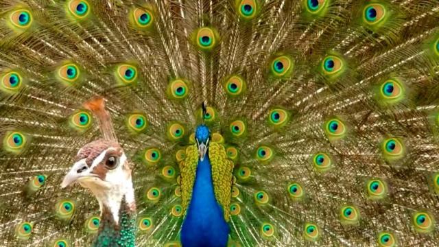 The Physics Of Peacock Tail Feathers Is Even More Dazzling Than We Realised 