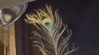 The Physics Of Peacock Tail Feathers Is Even More Dazzling Than We Realised 