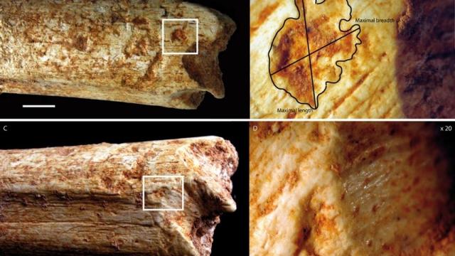 Human Ancestors Used To Be Snacks For Ice Age Predators