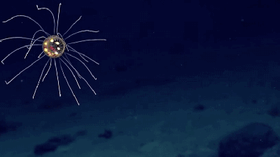 This Deep Sea Jellyfish Looks Like It Came From Outer Space
