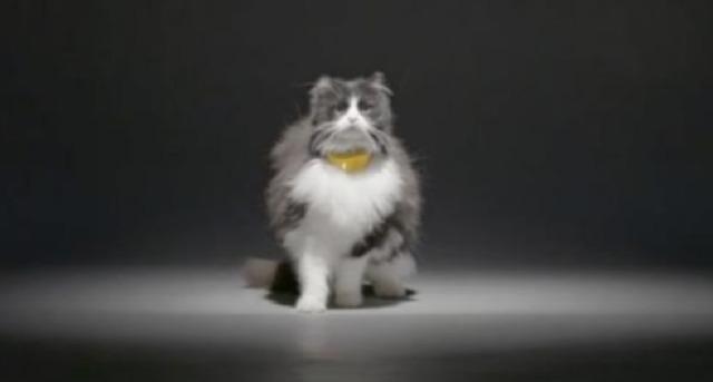 Finally, An Invention That Can Tell You What Your Cat Is Really Saying